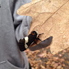 Buck Moth
