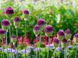 Garden Royalty by T Sco - Flowers Flower Gardens