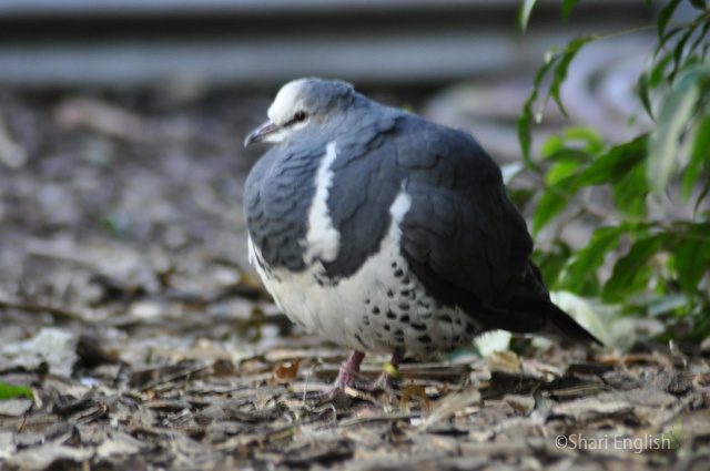 Wonga Pigeon