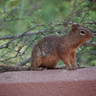 Rock squirrel