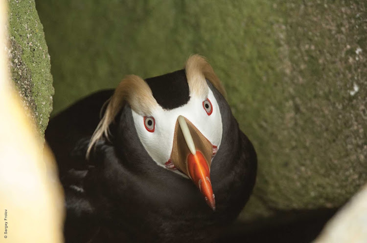 Visit rare breeds of penguins on Talan Island when you sail to the eastern ends of Russia aboard Silver Discoverer.