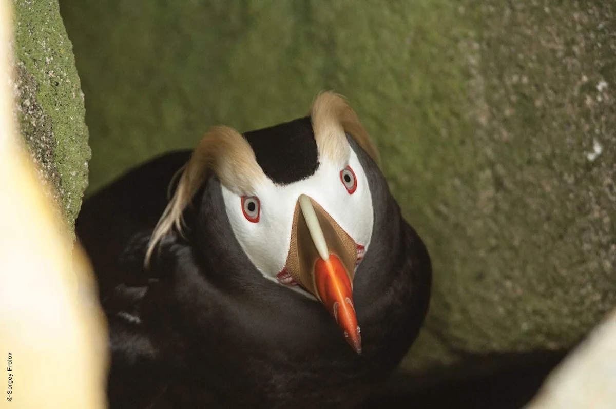 Silversea-Silver-Discoverer-Talan-Island-penguin - Visit rare breeds of penguins on Talan Island when you sail to the eastern ends of Russia aboard Silver Discoverer.