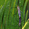 spotted crane fly