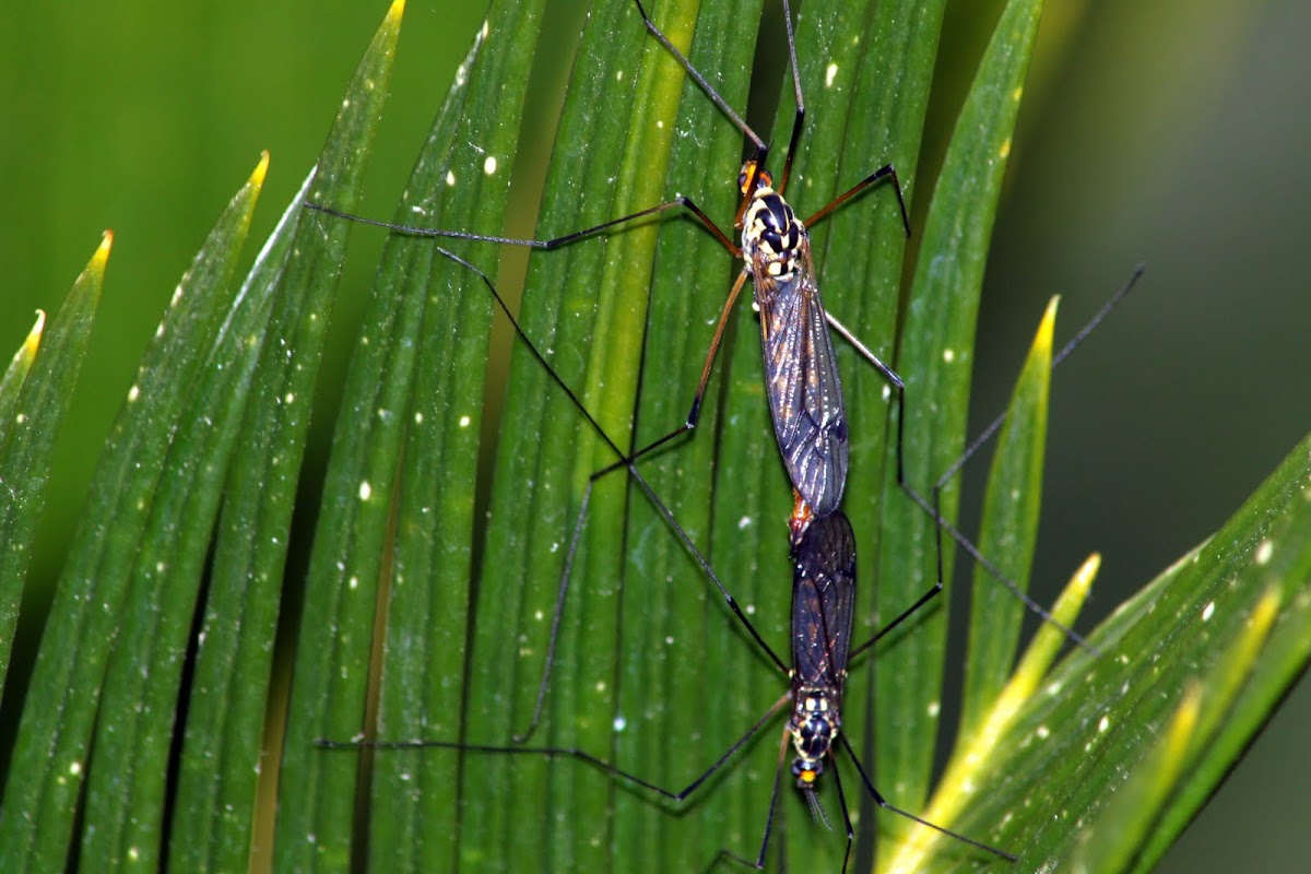 spotted crane fly