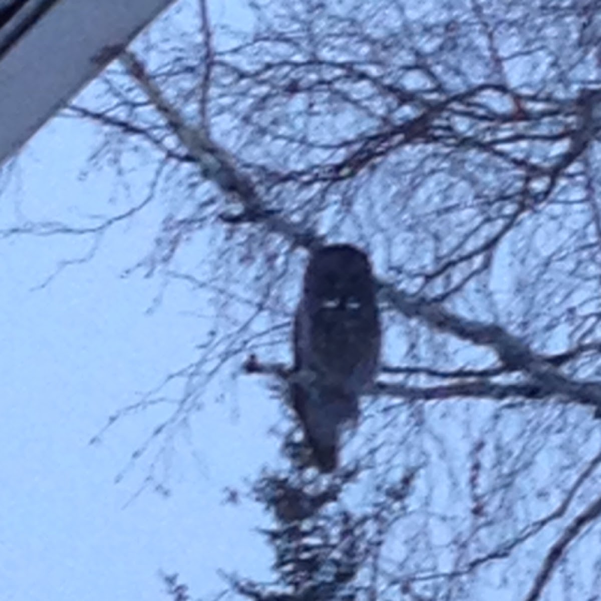 Great grey owl