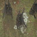 Sac-winged bats