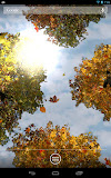 Falling Leaves Free Wallpaper