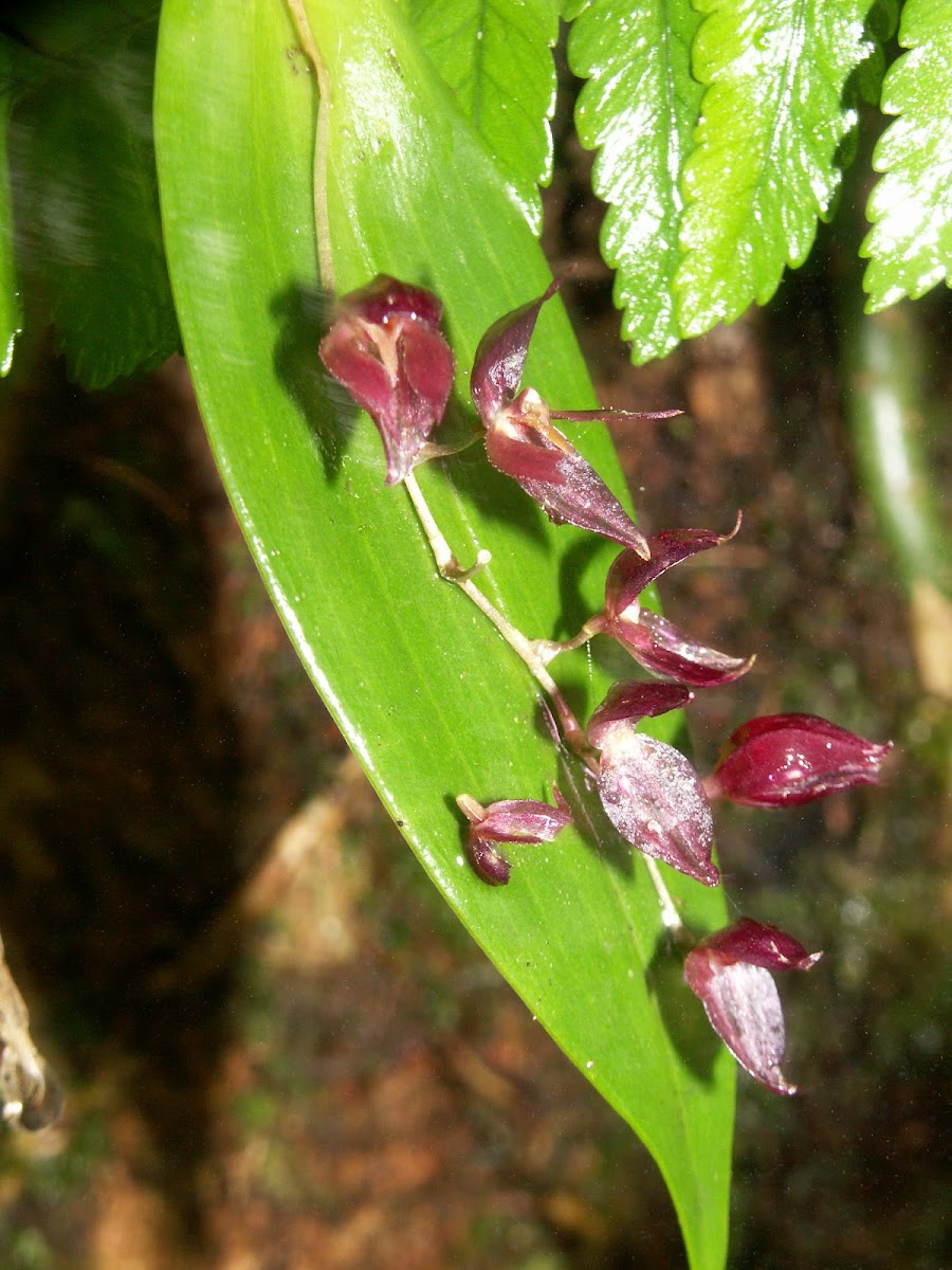 Orquídea Pleurothallis