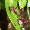 Orquídea Pleurothallis
