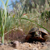 Western Box Turtle