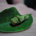 Common Lime Butterfly Caterpillar from Lime Tree