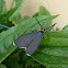 Virginia Ctenucha moth