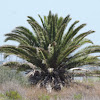 Canary Island Date Palm