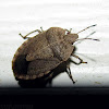 Elf Shoe Stink Bug