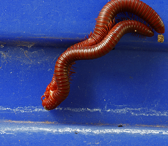 Thai Red-rounded Millipede