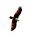 The Brahminy Kite