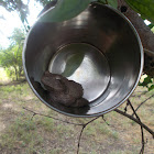 Foam Nest Tree Frog