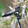 Four-toothed mason wasp (male)