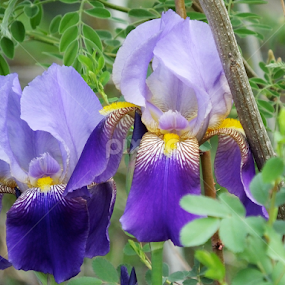 Wild Iris by Ken Miracle - Flowers Flowers in the Wild