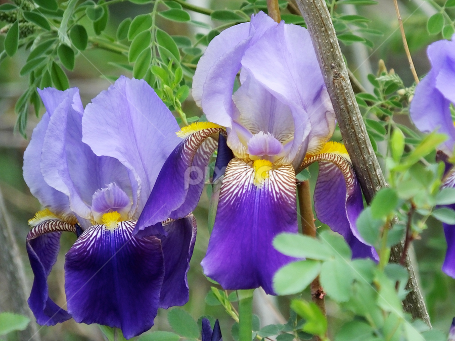 Wild Iris by Ken Miracle - Flowers Flowers in the Wild