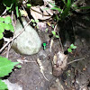 Emerald Green Tiger Beetle