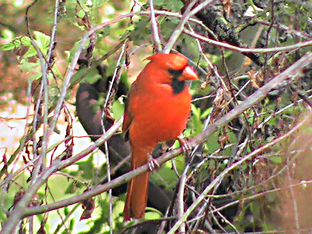 Cardinal - Northern Cardinal