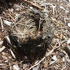 Abandoned Nest