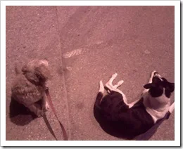 dogs_waiting