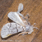 Pine Processionary Moth