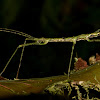 Mossy Stick Insect, Phasmid - Male