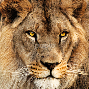 I'm watching by Mike Neal - Animals Lions, Tigers & Big Cats