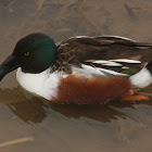 Northern shoveler (drake)