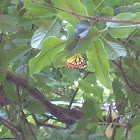 Common jezebel