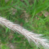 lalang / Cogon grass