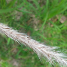 lalang / Cogon grass