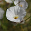 Morning Glory Family-Convolulaceae; Arabic - ahthomoat