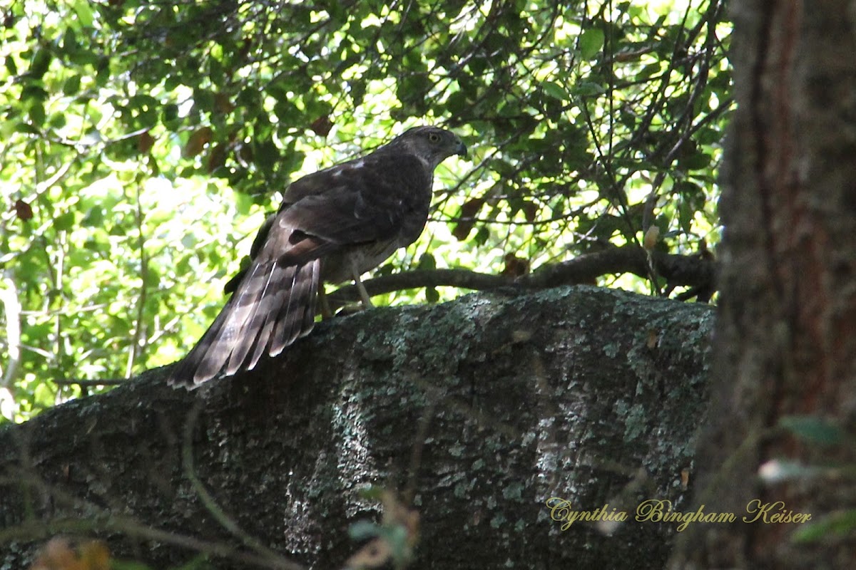 (Juvenile) Cooper's Hawk