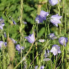 harebell