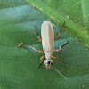 Blister Beetle