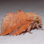 Lappet Moth