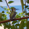 Costa's humming bird