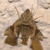 Hawklet or Savanna Hawkmoth