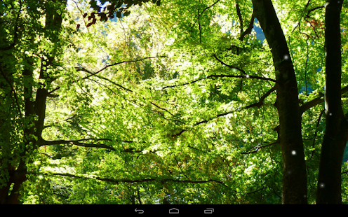Forest Wallpaper(圖6)-速報App