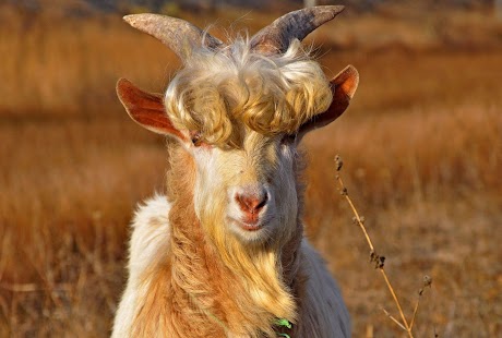 How to mod Goat Wallpaper patch 1.0 apk for bluestacks