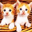 3D cute cat 33