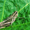 Two Striped Grasshopper