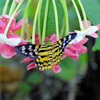 false tiger moth