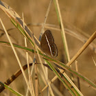 Dark Grass Brown