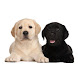 Labrador puppies wallpaper icon