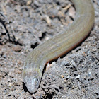 Worm-skink (Two-clawed?)